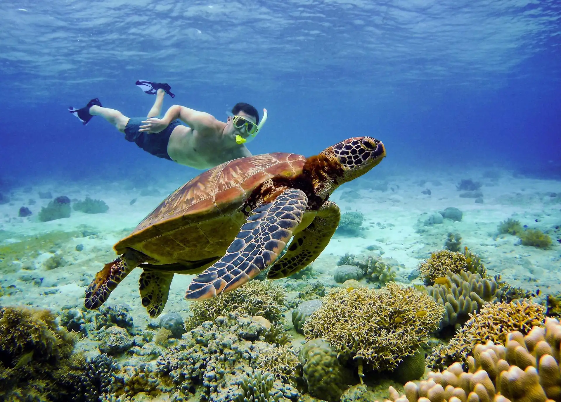 Green sea turtle resting on a coral reef in Siargao, Philippines — sea turtles are commonly seen at Casulian Reef